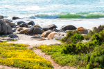 West Coast National Park, South-Africa