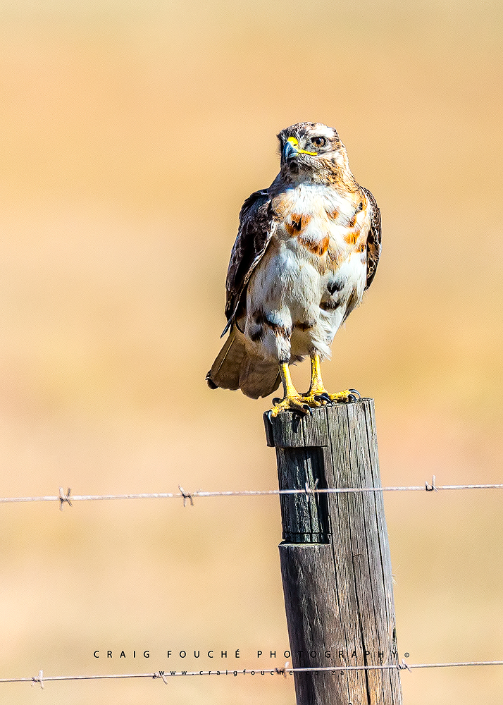 Tawny Eagle, Langebaan, South-Africa