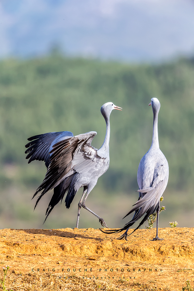 Blue Cranes, Bot River, Overberg, South-Africa
