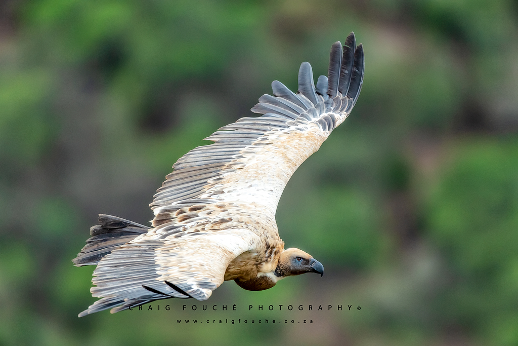 Cape Vulture, Collywobbles, Transkei, South-Africa