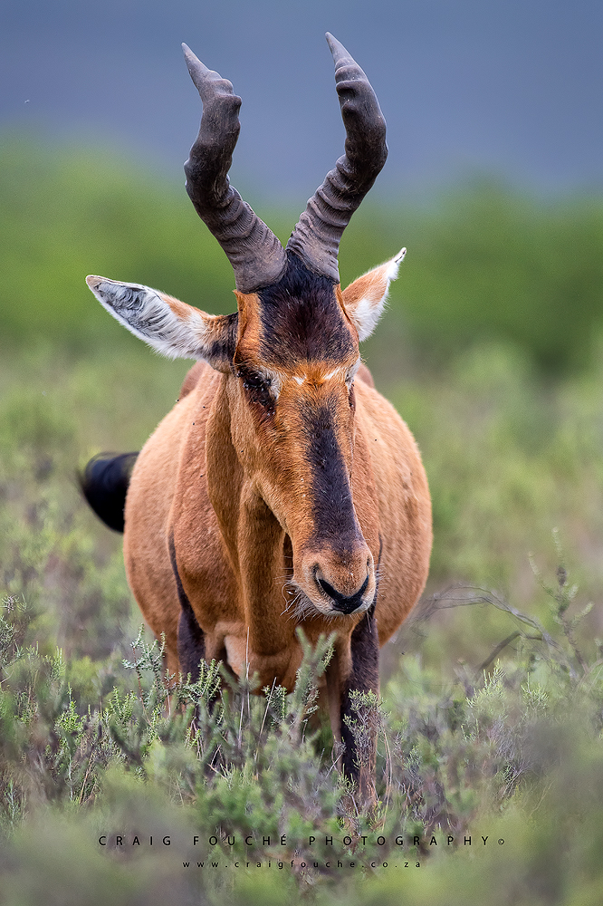 Red Hartbeest, BNP, Bontebok National Park, Swellendam, South-Africa