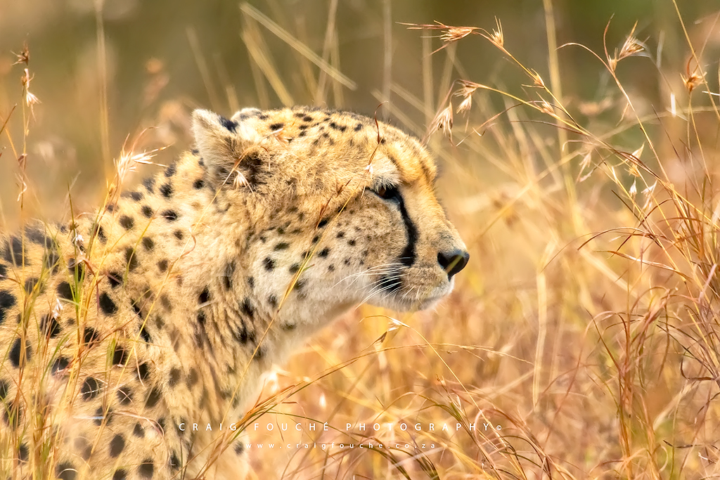 Cheetah, KNP, Kruger National Park, South-Africa