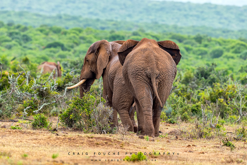 Elephants, AENP, Addo Elephant National Park,  South-Africa