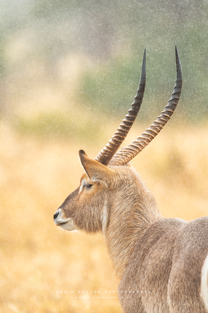 Waterbuck In The Rain, KNP, Kruger National Park, South-Africa