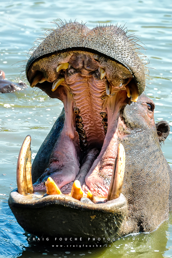 Hippo, Mpongo Park Private Game Park, East-London, South-Africa