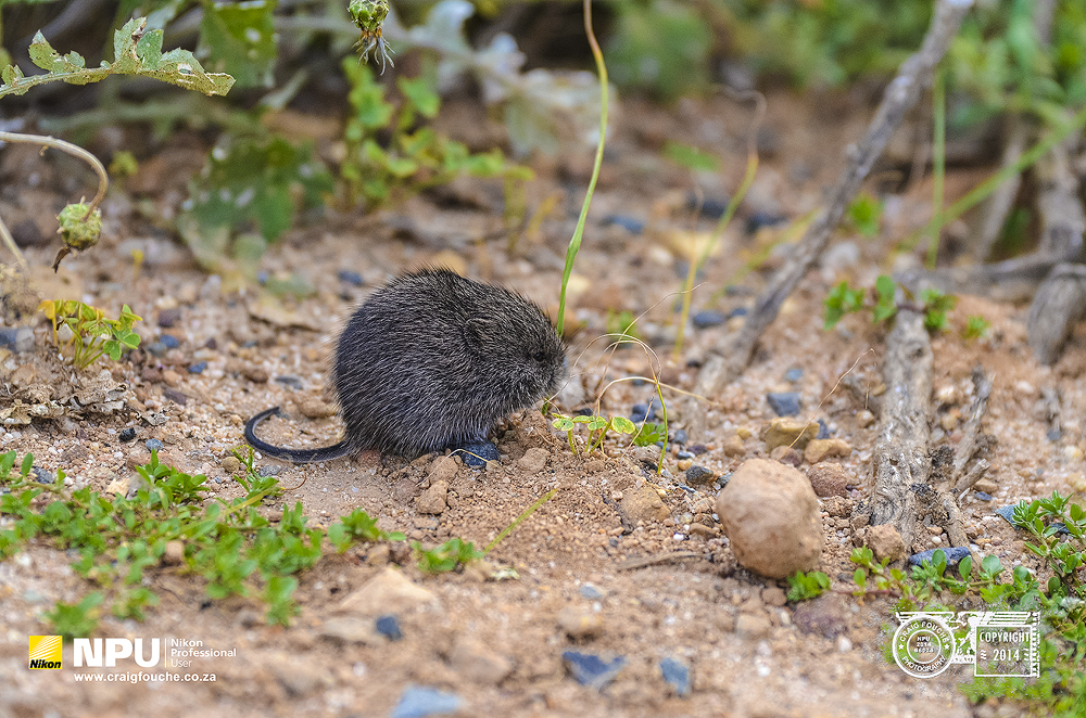 Field Mouse, Du Toitskloof Pass, South Africa