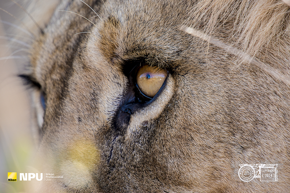 Lion, Madikwe Private Game Reserve, South-Africa