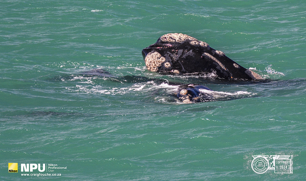 Southern Right Whale, Hermanus, South-Africa