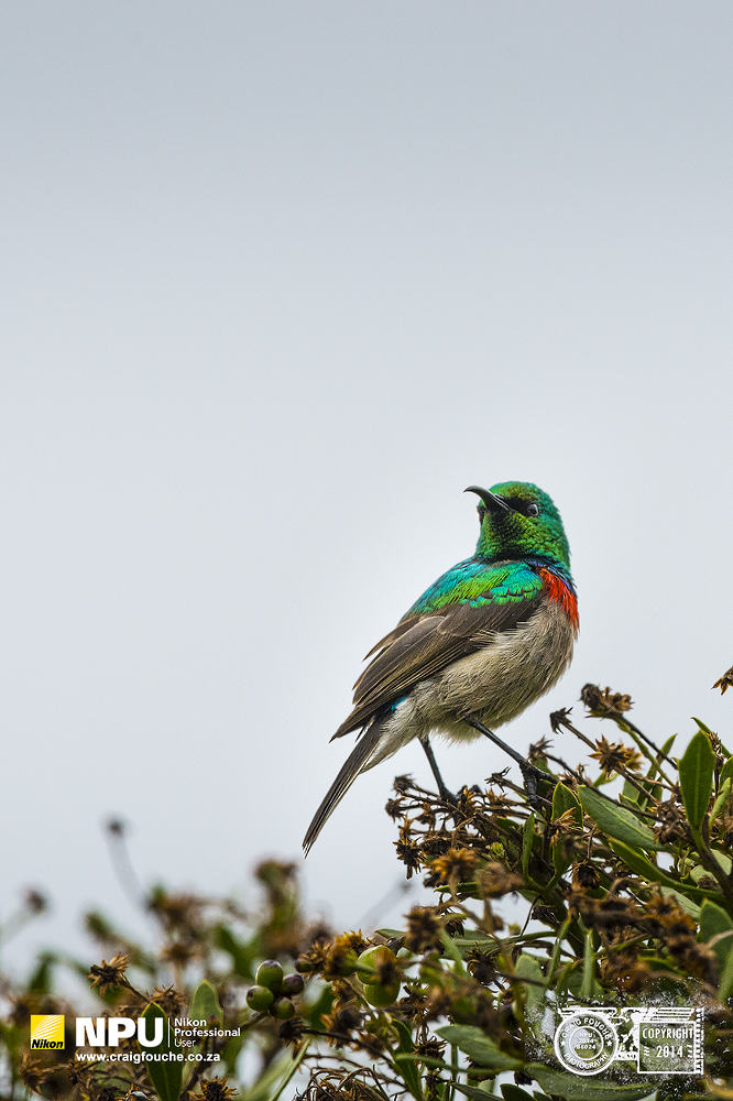 Double Collared Sunbird, Intaka Bird Island, Cape Town, South Africa