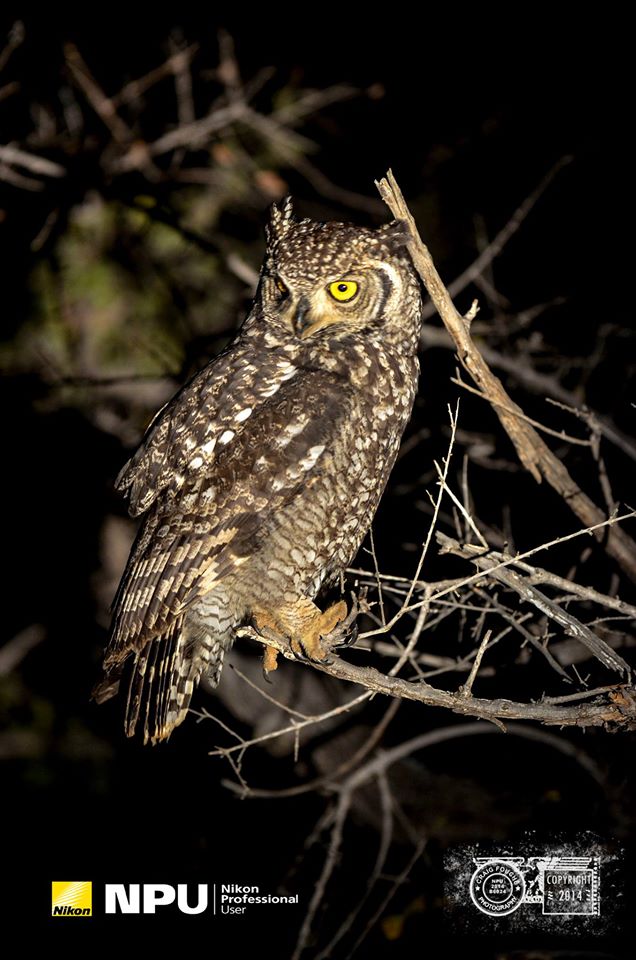 Spotted Eagle Owl, Madikwe Private Game Reserve, South-Africa