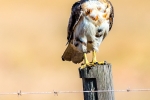 Tawny Eagle, Langebaan, South-Africa