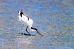 Avocet, WCNP, West Coast National Park, South-Africa