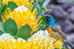 Orange-breasted Sunbird, Cape Point Nature Reserve, Cape-Town South-Africa