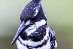 Pied Kingfisher, Intaka Bird Island, Cape-Town, South-Africa