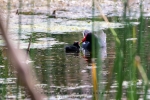 Moorhen and Chick, Intaka Bird Island, Cape-Town, South-Africa