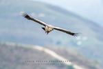 Cape Vulture, Collywobbles, Transkei, South-Africa