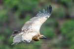 Cape Vulture, Collywobbles, Transkei, South-Africa