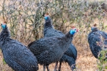 Guinea Fowl, AENP, Addo Elephant National Park,  South-Africa