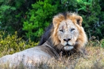 Lion,  AENP, Addo Elephant National Park,  South-Africa