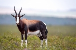 Bontebok, BNP, Bontebok National Park, Swellendam, South-Africa