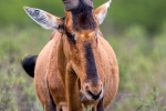 Red Hartbeest, BNP, Bontebok National Park, Swellendam, South-Africa