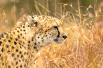 Cheetah, KNP, Kruger National Park, South-Africa Cheetah, KNP, Kruger National Park, South-Africa