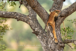 Impala Kill, KNP, Kruger National Park, South-Africa