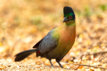 Purple Crested Lourie, KNP, Kruger National Park, South-Africa