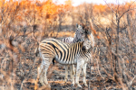 Zebra, KNP, Kruger National Park, South-Africa