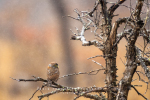 Pearl-Spotted Owl In The Rain, KNP, Kruger National Park, South-Africa