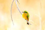 Little Bea-Eater, KNP, Kruger National Park, South-Africa