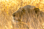 Lioness Behind The Grass, KNP, Kruger National Park, South-Africa