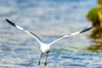 Squawk, Hautlaub's Gull, Intaka Bird Island, Cape-Town, South-Africa