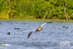 Egyptian Goose, Intaka Bird Island, Cape-Town South-Africa Egyptian Goose, Intaka Bird Island, Cape-Town South-Africa