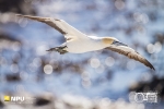 Cape Gannet, Bird Island, Lamberts Bay, South-Africa