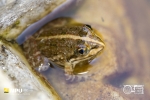 Clicking Stream Frog, Baineskloof Pass, South-Africa