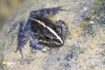Clicking Stream Frog, Baineskloof Pass, South-Africa Clicking Stream Frog, Baineskloof Pass, South-Africa
