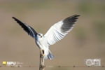 Black-Shouldered Kite, WCNP, West Coast National Park, South-Africa