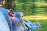 Hippo, KNP, Kruger National Park, South-Africa