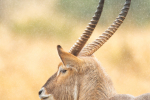 Waterbuck In The Rain, KNP, Kruger National Park, South-Africa