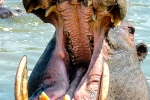 Hippo, Mpongo Park Private Game Park, East-London, South-Africa