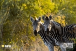 Early Morning Zebra & Ox-Pecker Pose, Madikwe Game Reserve, South-Africa