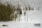 Grey Plover, WCNP, West Coast National Park, South-Africa Grey Plover, WCNP, West Coast National Park, South-Africa