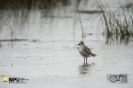 Grey Plover, WCNP, West Coast National Park, South-Africa