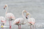 Flamingos, WCNP, West Coast National Park, South-Africa