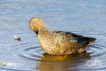 Cape Shoveler, WCNP, West Coast National Park, South-Africa