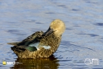 Cape Shoveler, WCNP, West Coast National Park, South-Africa