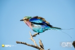 Lilac Breasted Roller, Madikwe Private Game Reserve, South-Africa Lilac Breasted Roller, Madikwe Private Game Reserve, South-Africa