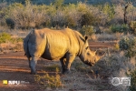 Sunshine Rhino, Undisclosed Bushveld Location, South-Africa