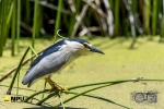 Night Heron, Intaka Bird Island, Cape-Town, South-Africa